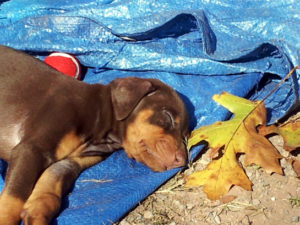 Red Dobe Puppy